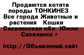 Продаются котята породы ТОНКИНЕЗ - Все города Животные и растения » Кошки   . Сахалинская обл.,Южно-Сахалинск г.